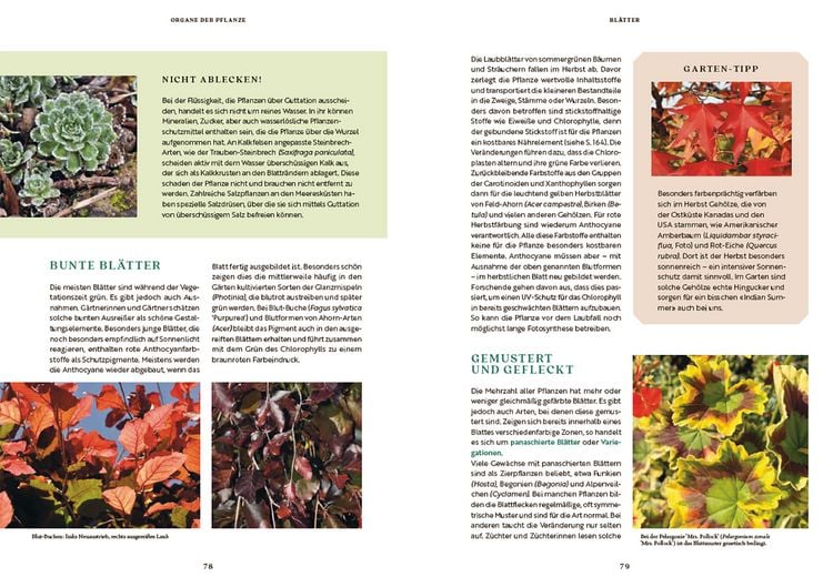 Produktbild: Gartenbotanik