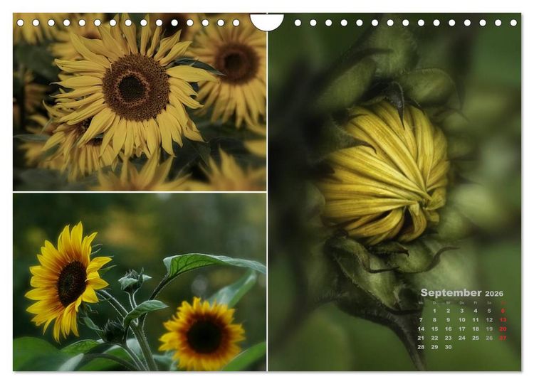 Produktbild: Blumenreise 2026 (Wandkalender 2026 DIN A4 quer), CALVENDO Monatskalender