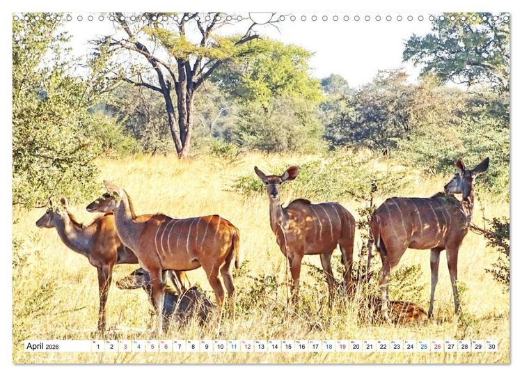 Produktbild: Namibia, Faszination W&uuml;ste und Tierwelt (Wandkalender 2026 DIN A3 quer), CALVENDO Monatskalender