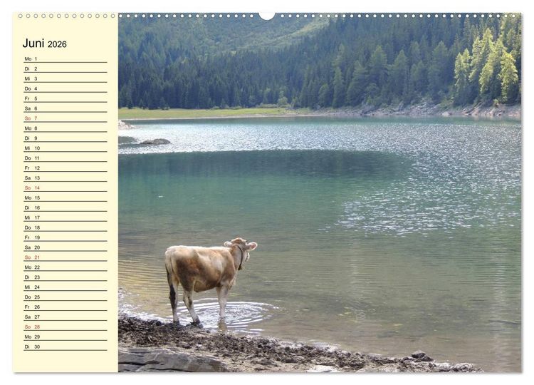 Produktbild: Gl&uuml;ckliche K&uuml;he auf saftigen Wiesen (Wandkalender 2026 DIN A2 quer), CALVENDO Monatskalender