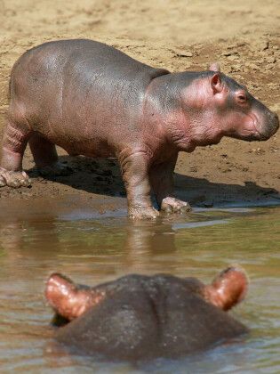 Produktbild: CALVENDO Puzzle Hippobaby auf Landgang | 1000 Teile Lege-Gr&ouml;&szlig;e 64x48cm Foto-Puzzle f&uuml;r gl&uuml;ckliche Stunden