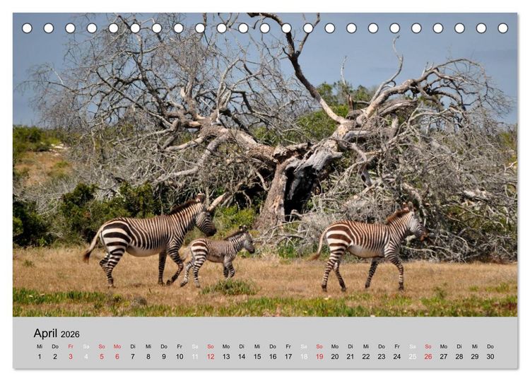 Produktbild: Momente in S&uuml;dafrika (Tischkalender 2026 DIN A5 quer), CALVENDO Monatskalender