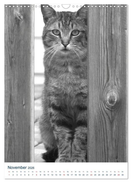 Produktbild: Wilde Katzen - Korsikas Samtpfoten (Wandkalender 2026 DIN A3 hoch), CALVENDO Monatskalender