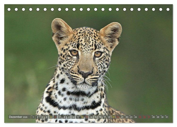 Produktbild: L&ouml;wen und Leoparden - Begegnungen in Afrika (Tischkalender 2026 DIN A5 quer), CALVENDO Monatskalender