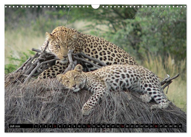 Produktbild: Die Lautlosen. Geparden und Leoparden (Wandkalender 2026 DIN A3 quer), CALVENDO Monatskalender