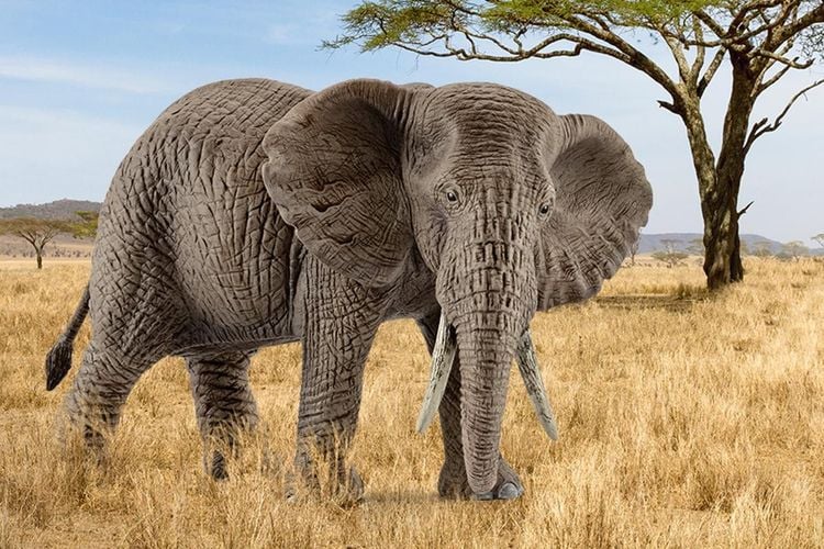 Schleich 14761 - Wild Life, Afrikanische Elefantenkuh, Länge: 14,6 cm