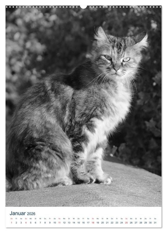 Produktbild: Wilde Katzen - Korsikas Samtpfoten (Wandkalender 2026 DIN A2 hoch), CALVENDO Monatskalender