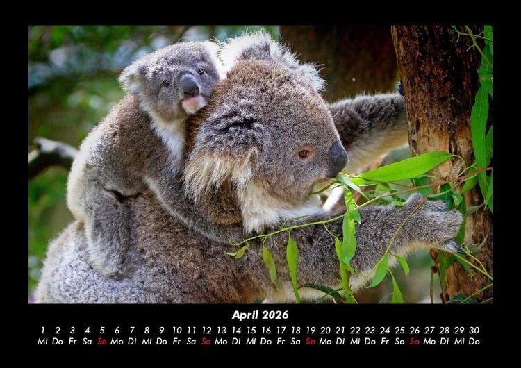 Produktbild: Koala 2026 Fotokalender DIN A3