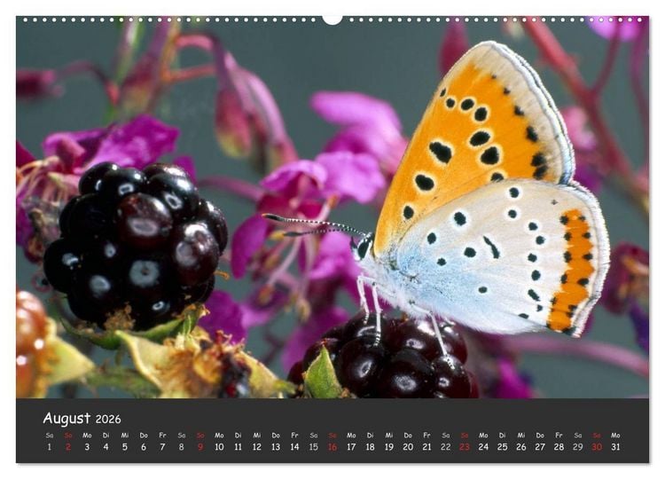 Produktbild: Wundersch&ouml;ne Schmetterlinge (hochwertiger Premium Wandkalender 2026 DIN A2 quer), Kunstdruck in Hochglanz