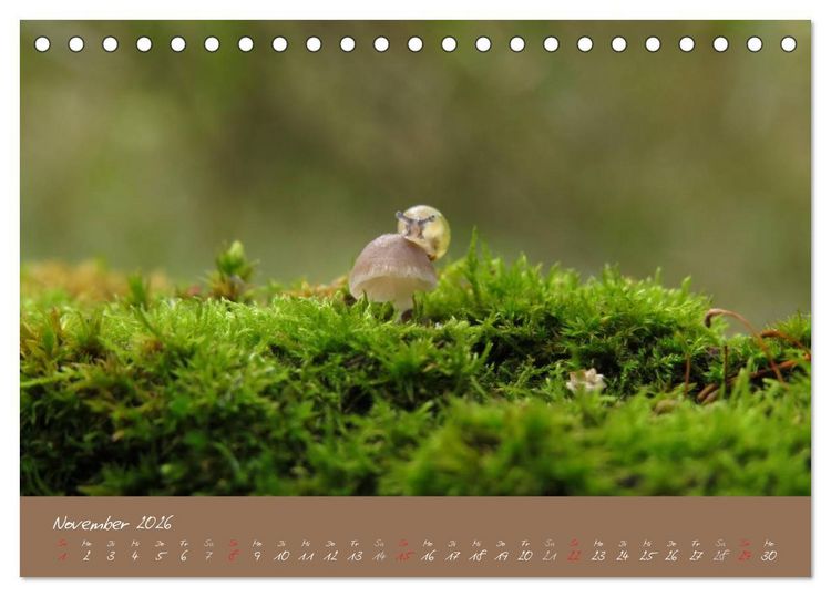 Produktbild: Schneckchen (Tischkalender 2026 DIN A5 quer), CALVENDO Monatskalender