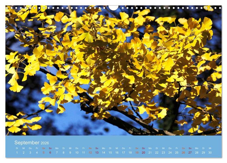 Produktbild: Geliebter Ginkgo (Wandkalender 2026 DIN A3 quer), CALVENDO Monatskalender