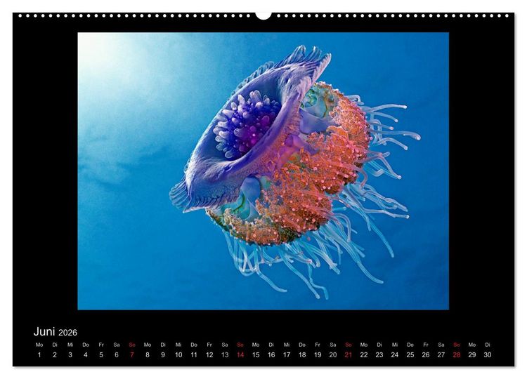 Produktbild: OCEAN - ART (hochwertiger Premium Wandkalender 2026 DIN A2 quer), Kunstdruck in Hochglanz