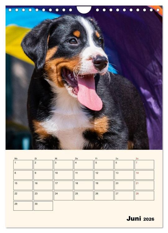 Produktbild: Appenzeller Sennenhund - Mit Plan durch das Jahr (Wandkalender 2026 DIN A4 hoch), CALVENDO Monatskalender