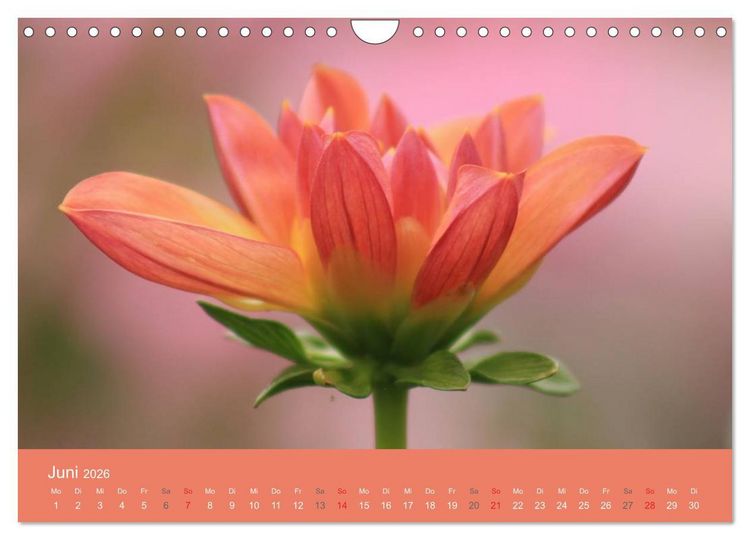 Produktbild: Dahlien (Wandkalender 2026 DIN A4 quer), CALVENDO Monatskalender