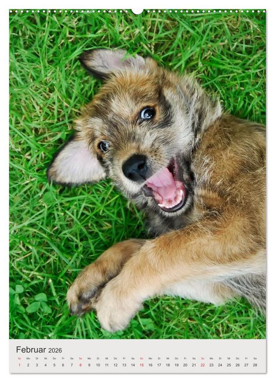 Produktbild: Hundewelpen (hochwertiger Premium Wandkalender 2026 DIN A2 hoch), Kunstdruck in Hochglanz
