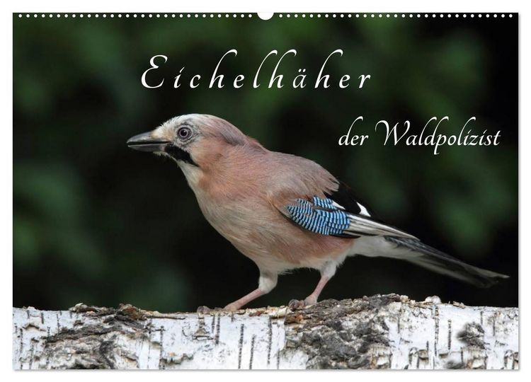 Produktbild: Eichelh&auml;her der Waldpolizist (Wandkalender 2026 DIN A2 quer), CALVENDO Monatskalender