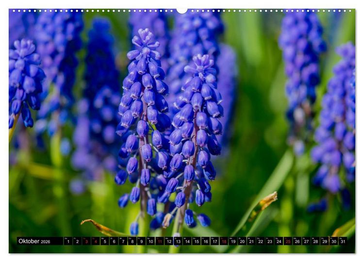 Produktbild: Kleine Blumen ganz gro&szlig; (hochwertiger Premium Wandkalender 2026 DIN A2 quer), Kunstdruck in Hochglanz
