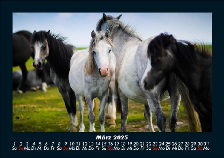 Produktbild: Der Tierkalender 2025 Fotokalender DIN A5