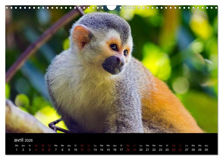 Produktbild: Costa Rica Paradis de la Biodiversit&eacute; (Calendrier mural 2026 DIN A3 vertical), CALVENDO calendrier mensuel