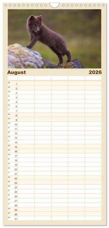 Produktbild: Familienplaner 2026 - Polarfuchs-Welpen mit 5 Spalten (Wandkalender, 21 x 45 cm) CALVENDO