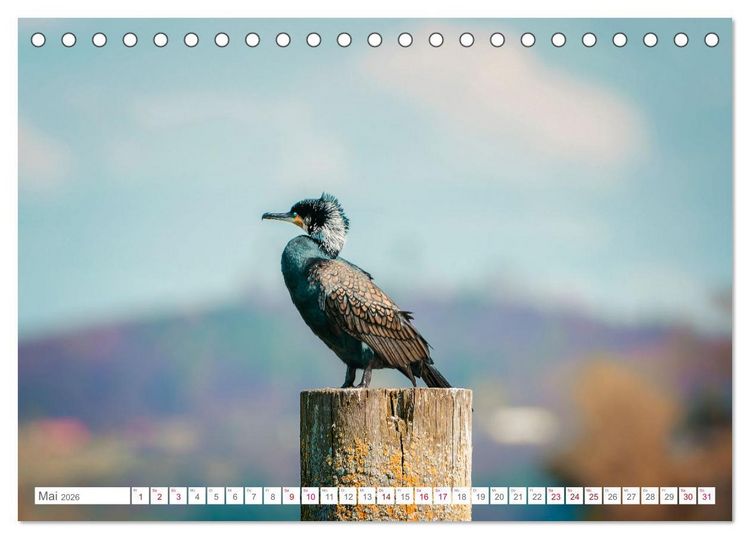Produktbild: Vogelwelt am Bodensee 2026 (Tischkalender 2026 DIN A5 quer), CALVENDO Monatskalender