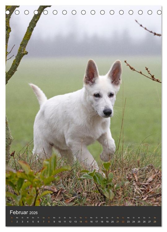 Produktbild: Berger Blanc Suisse - Freunde auf 4 Pfoten (Tischkalender 2026 DIN A5 hoch), CALVENDO Monatskalender
