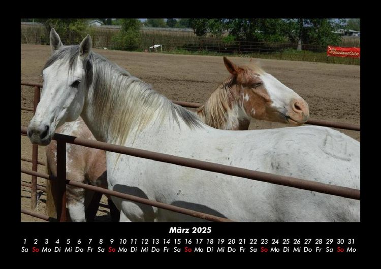 Produktbild: Pferdegefl&uuml;ster 2025 Fotokalender DIN A3