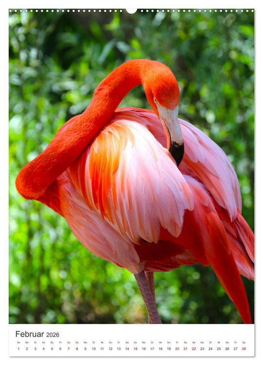 Produktbild: Flamingos in rosa Federpracht. (hochwertiger Premium Wandkalender 2026 DIN A2 hoch), Kunstdruck in Hochglanz