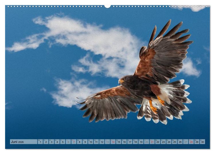Produktbild: Faszinierende Greifv&ouml;gel hautnah (hochwertiger Premium Wandkalender 2026 DIN A2 quer), Kunstdruck in Hochglanz