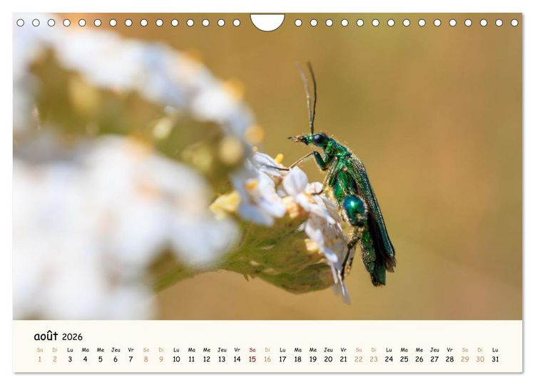 Produktbild: Nos amis les insectes (Calendrier mural 2026 DIN A4 vertical), CALVENDO calendrier mensuel