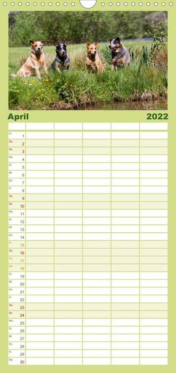 Produktbild: Spaziergang am See Australian Cattle Dogs - Familienplaner hoch (Wandkalender 2022 , 21 cm x 45 cm, hoch)