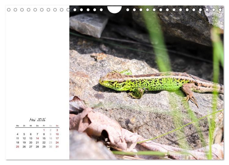 Produktbild: Eidechsen, flinke R&auml;uber (Wandkalender 2026 DIN A4 quer), CALVENDO Monatskalender