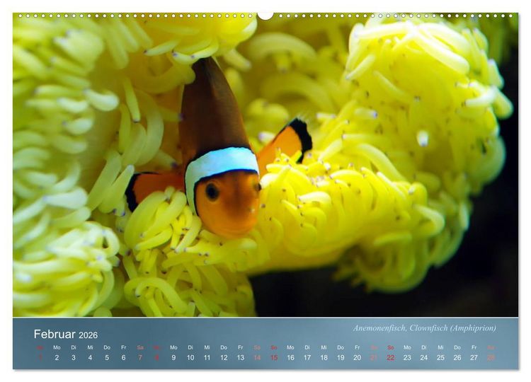 Produktbild: Riffbewohner - Bunte Fische, Anemonen und noch viel mehr (Wandkalender 2026 DIN A2 quer), CALVENDO Monatskalender