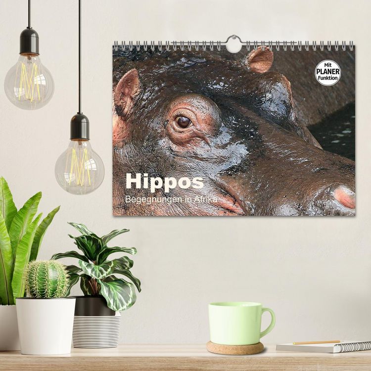 Produktbild: Hippos - Begegnungen in Afrika (Wandkalender 2026 DIN A4 quer), CALVENDO Monatskalender