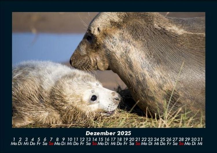 Produktbild: Hundezauber 2025 Fotokalender DIN A5