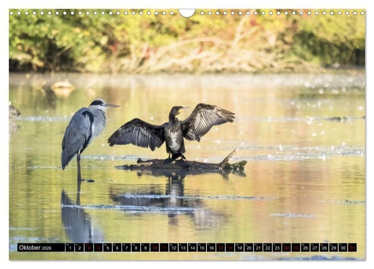 Produktbild: Der Kormoran - Ein intelligenter Fischj&auml;ger (Wandkalender 2026 DIN A3 quer), CALVENDO Monatskalender