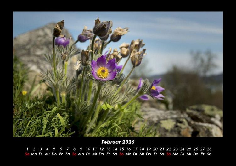 Produktbild: Blumentr&auml;ume 2026 Fotokalender DIN A3