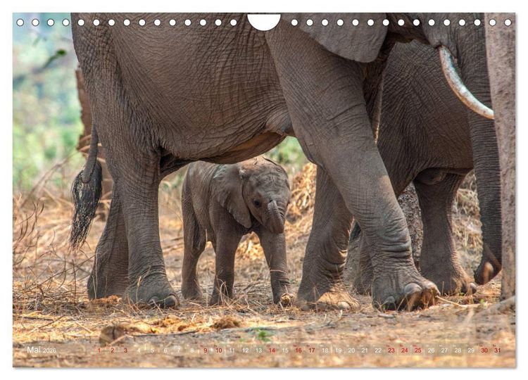 Produktbild: Elefanten in Afrika - Die mit den gro&szlig;en Ohren (Wandkalender 2026 DIN A4 quer), CALVENDO Monatskalender