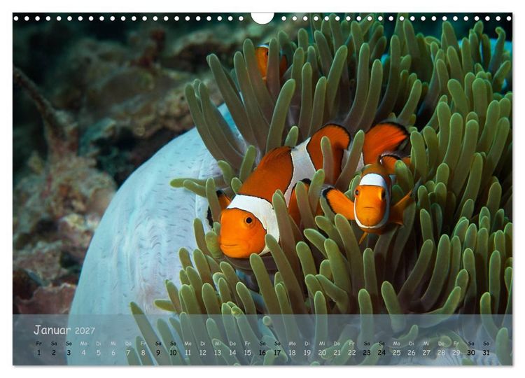 Produktbild: Anemonenfische - Streitbare Gesellen (Wandkalender 2027 DIN A3 quer), CALVENDO Monatskalender