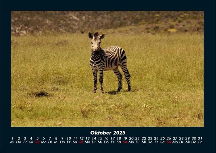 Produktbild: Zebrazauber 2025 Fotokalender DIN A4