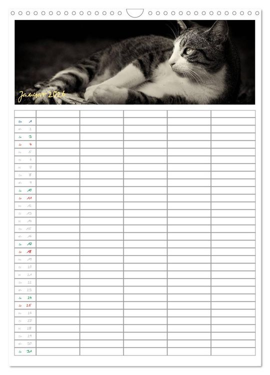 Produktbild: Miezekatzen Planungskalender (Wandkalender 2026 DIN A3 hoch), CALVENDO Monatskalender