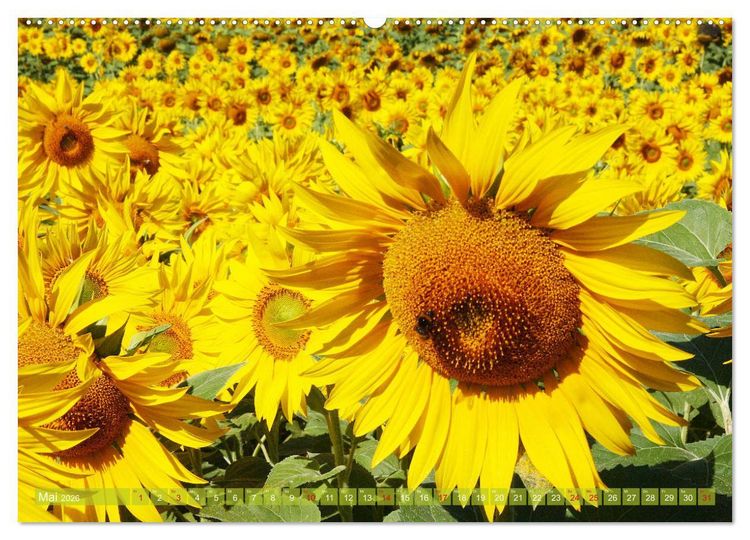 Produktbild: Sonnenblumenwelt (Wandkalender 2026 DIN A2 quer), CALVENDO Monatskalender
