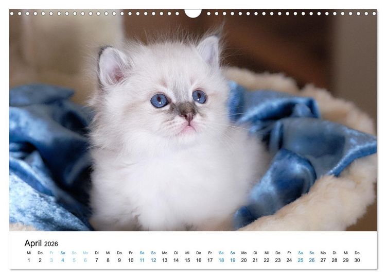 Produktbild: Heilige Birma Kitten - ein Traum auf wei&szlig;en Pf&ouml;tchen (Wandkalender 2026 DIN A3 quer), CALVENDO Monatskalender
