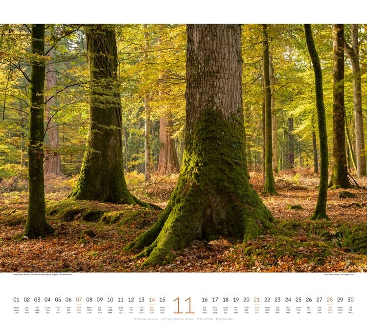 Produktbild: Wald Kalender 2027