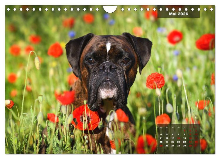 Produktbild: Boxer Frech und fr&ouml;hlich durch das Jahr (Wandkalender 2026 DIN A4 quer), CALVENDO Monatskalender
