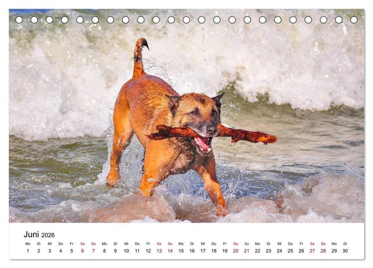 Produktbild: Malinois - Wahnsinn auf vier Pfoten (Tischkalender 2026 DIN A5 quer), CALVENDO Monatskalender