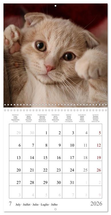 Produktbild: F&eacute;lins au fil des mois (Calendrier mural carr&eacute; 2026 30x30 cm) Calendrier double avec une page pour vos prises de notes