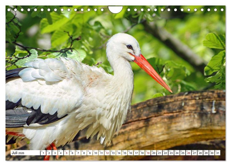 Produktbild: Meister Adebar und seine Verwandten (Wandkalender 2026 DIN A4 quer), CALVENDO Monatskalender