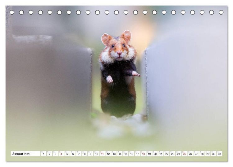 Produktbild: Herzige Feldhamster - farbenfrohe Nagetiere im st&auml;dtischen Lebensraum (Tischkalender 2026 DIN A5 quer), CALVENDO Monatskalender