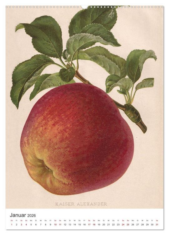 Produktbild: Alte Obstsorten - &Auml;pfel 2026 (Wandkalender 2026 DIN A2 hoch), CALVENDO Monatskalender